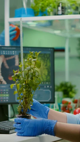 Gloved hands holding a young plant